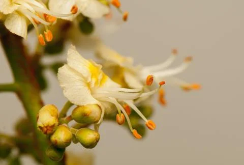 Chestnut Stock Photos