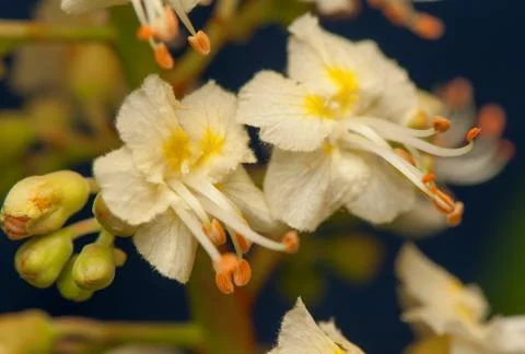 Chestnut Stock Photos