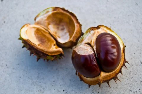 Chestnut Stock Photos
