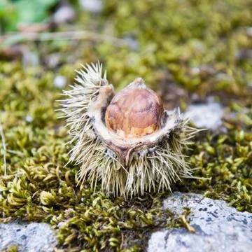 Chestnut Stock Photos