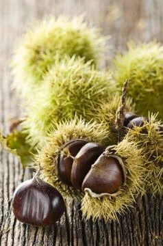 Chestnut Stock Photos