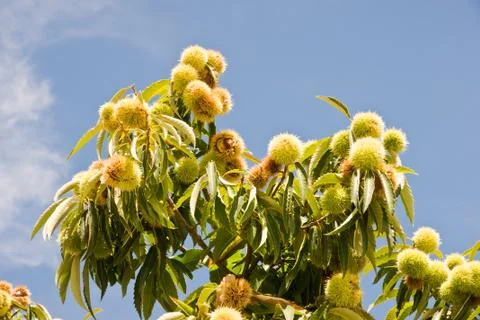 Chestnut Stock Photos