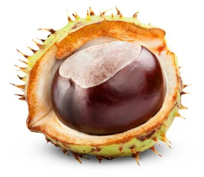 Chestnut Stock Photos