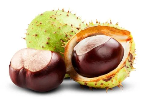 Chestnut Stock Photos