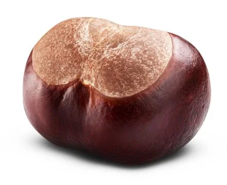 Chestnut Stock Photos