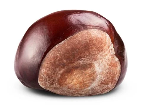 Chestnut Stock Photos