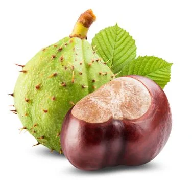 Chestnut Stock Photos
