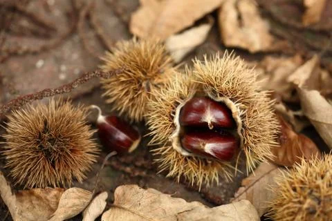 Chestnut Stock Photos