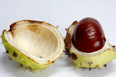Chestnut Stock Photos