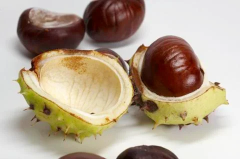 Chestnut Stock Photos