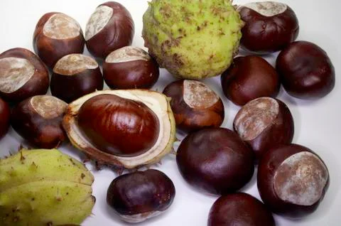 Chestnut Foto stock