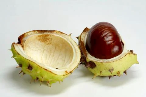 Chestnut Stock Photos