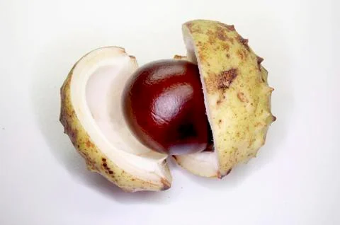 Chestnut Foto stock