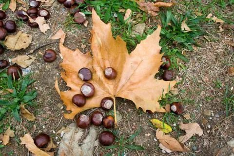 Chestnut Stock Photos