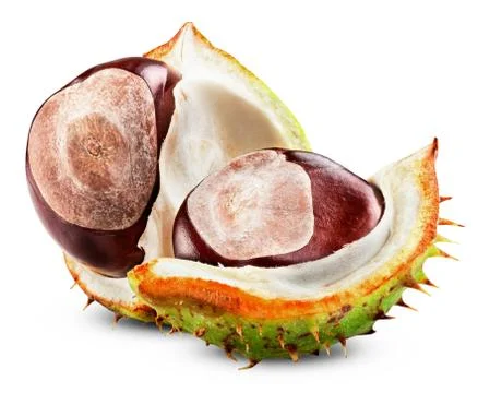 Chestnut Stock Photos