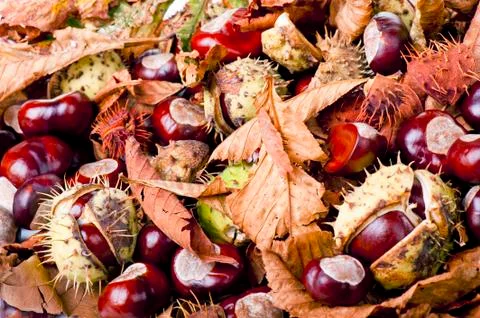 Chestnut Stock Photos