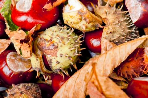 Chestnut Stock Photos