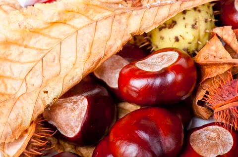Chestnut Stock Photos