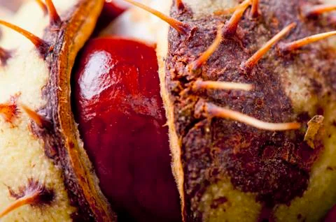 Chestnut Stock Photos