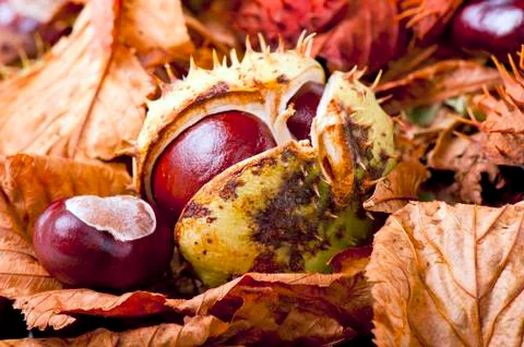 Chestnut Stock Photos