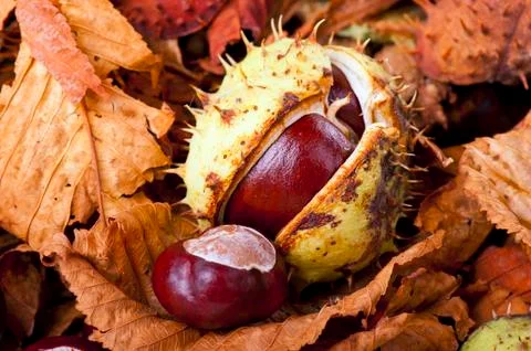 Chestnut Stock Photos