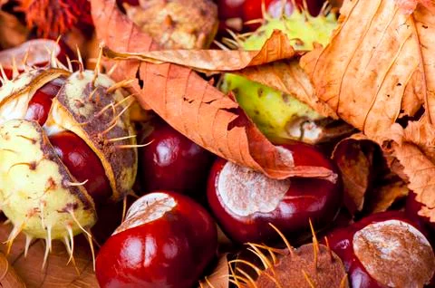 Chestnut Stock Photos