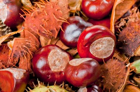 Chestnut Stock Photos
