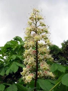Chestnut Stock Photos