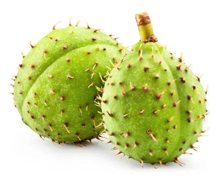 Chestnut Stock Photos