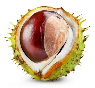 Chestnut Stock Photos