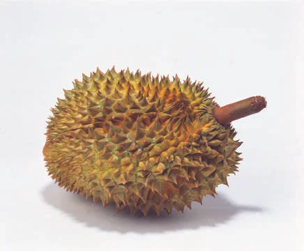 Chestnut Stock Photos