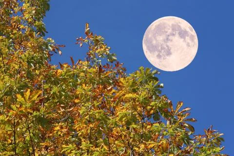 Chestnut Stock Photos