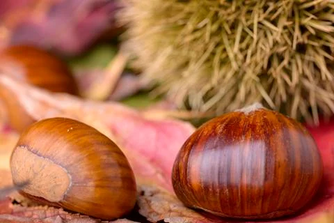 Chestnut Stock Photos