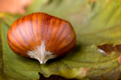Chestnut Stock Photos