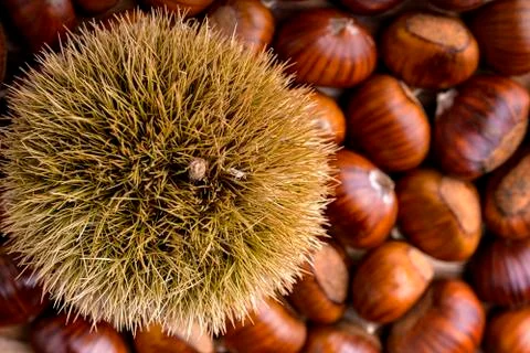 Chestnut Stock Photos