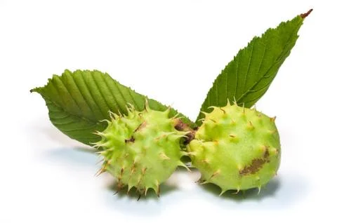 Chestnut Stock Photos