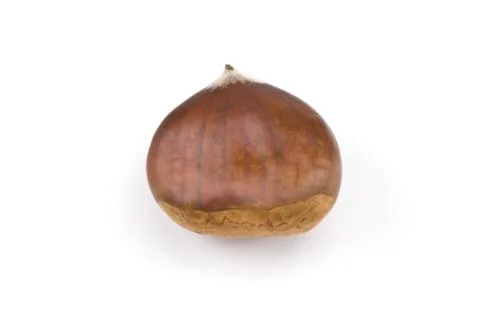 Chestnut Stock Photos