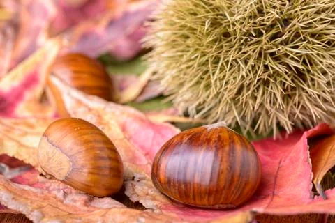 Chestnut Stock Photos
