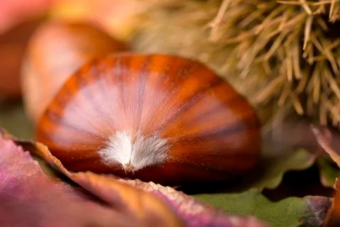 Chestnut Photos