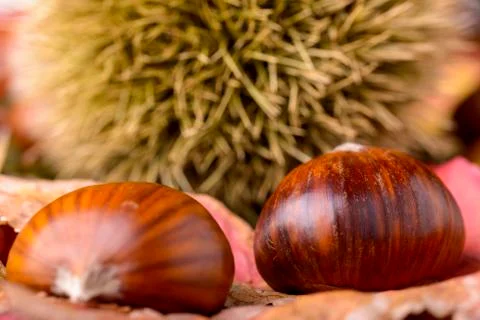 Chestnut Stock Photos
