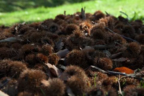 Chestnut Stock Photos