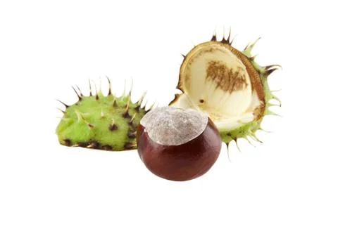 Chestnut Stock Photos