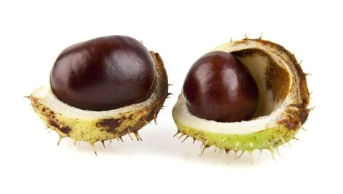 Chestnut Stock Photos
