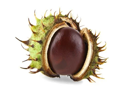 Chestnut Stock Photos