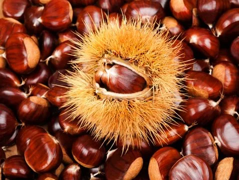 Chestnut Stock Photos