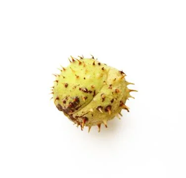 Chestnut Stock Photos