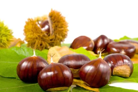 Chestnut Stock Photos