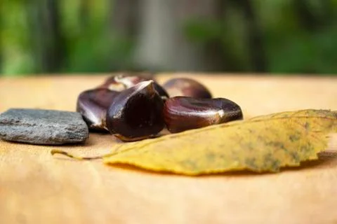 Chestnut. Stock Photos