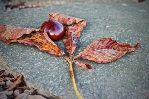 Chestnut Stock Photos