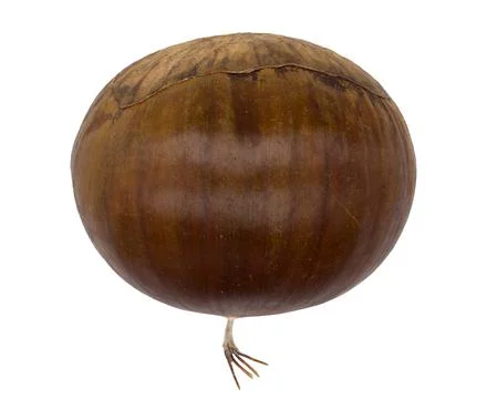 Chestnut Stock Photos